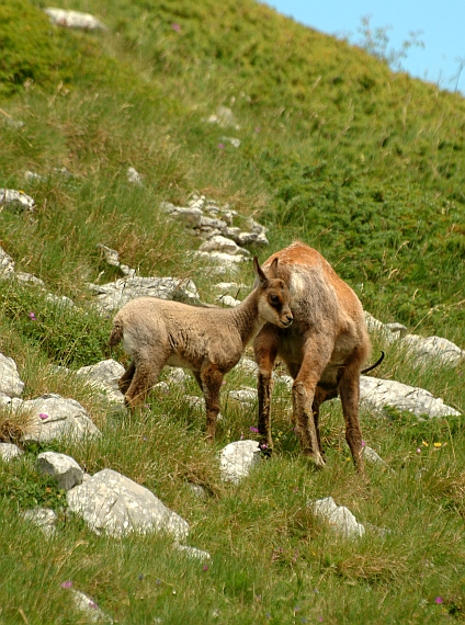 Camoscio d''Abruzzo Rupicapra pyrenaica ornata